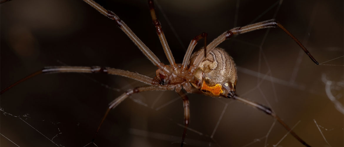 brown widow spider with red orb