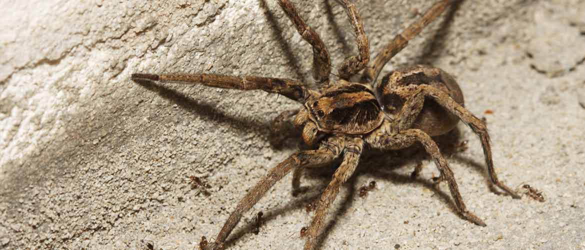 brown hairy wolf spider