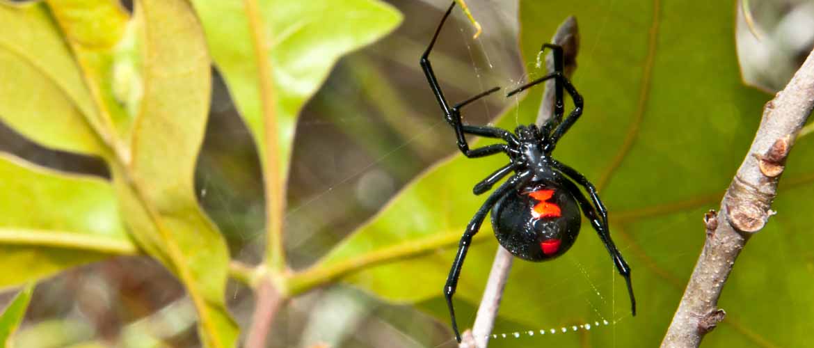 black widow spider