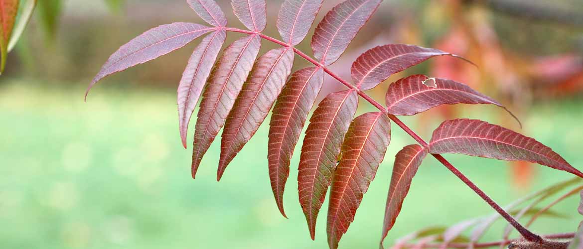 poison sumac