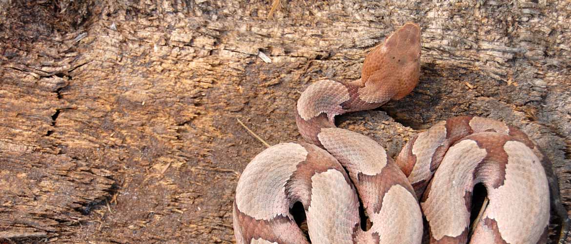 a copperhead snake