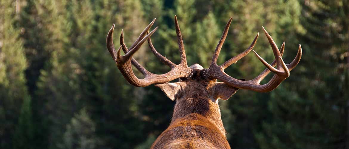 image of a deer facing away from camera overlooking a forest