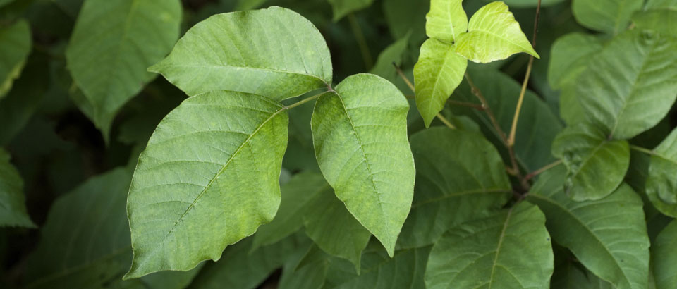 poison ivy plant